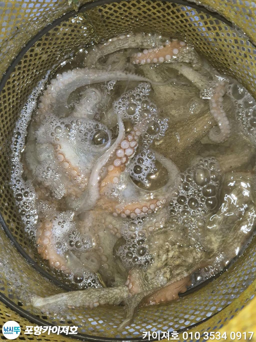낚시뚜,돌문어,영일만항,포항카이져호,낚시뚜37