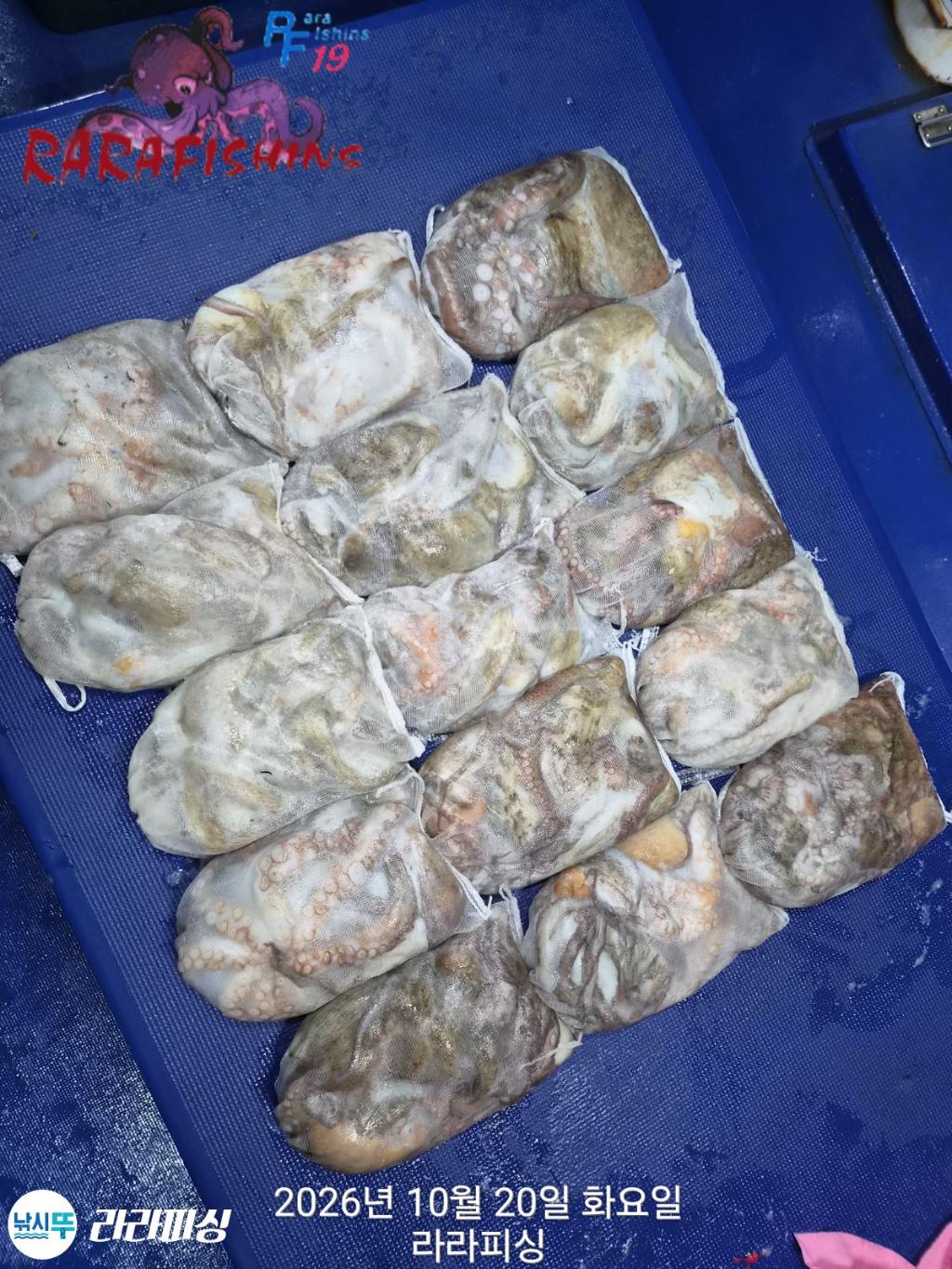 낚시뚜,돌문어,속천항(진해),라라피싱,낚시뚜18