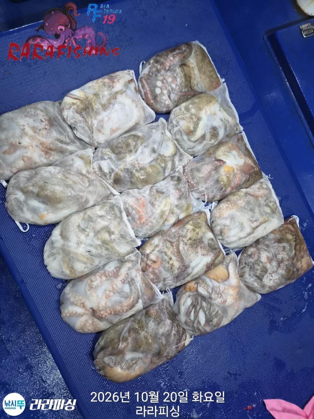 낚시뚜,돌문어,속천항(진해),라라피싱,낚시뚜17
