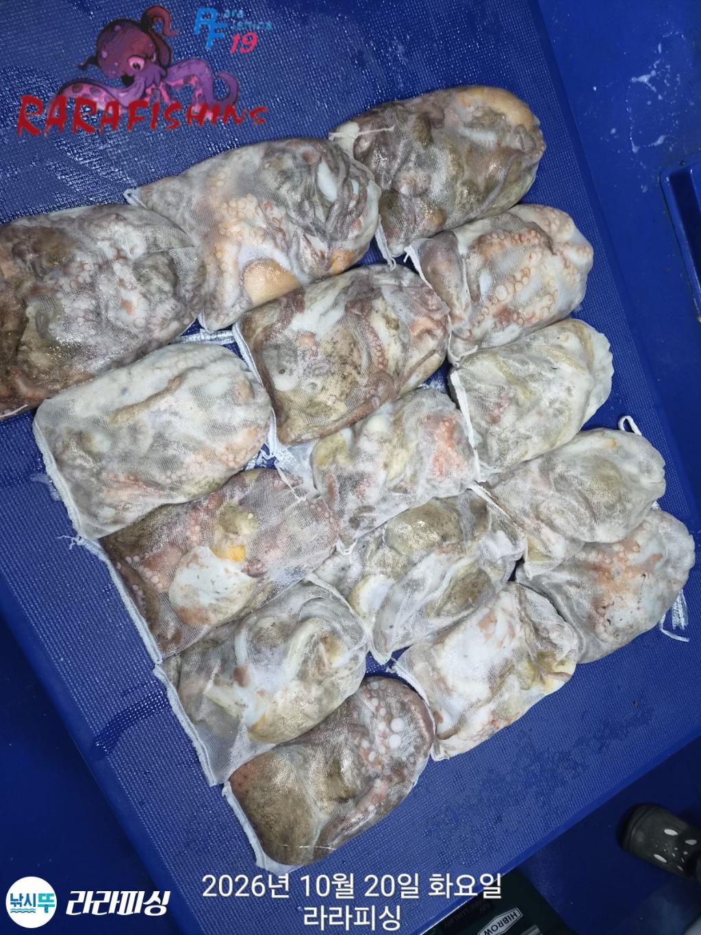 낚시뚜,돌문어,속천항(진해),라라피싱,낚시뚜15