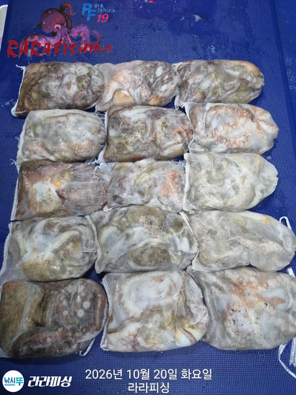 낚시뚜,돌문어,속천항(진해),라라피싱,낚시뚜1