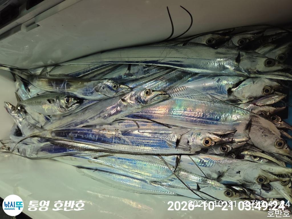 낚시뚜,갈치,통영 신전항,통영호반호,낚시뚜34