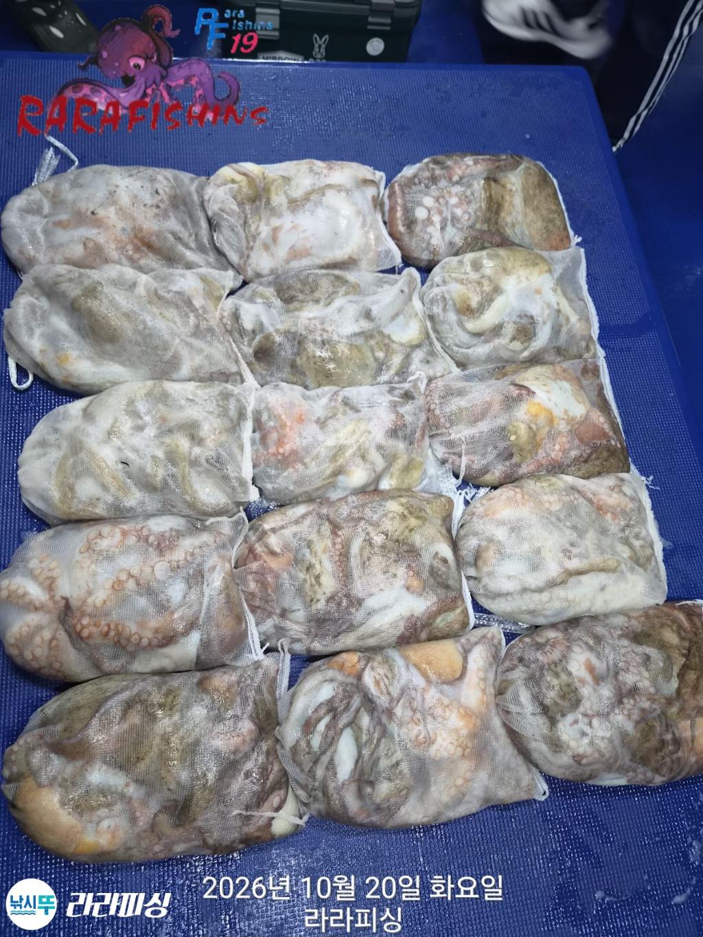 낚시뚜,돌문어,속천항(진해),라라피싱,낚시뚜17