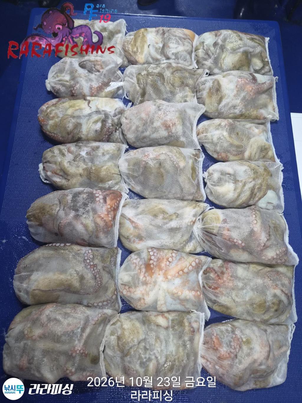 낚시뚜,돌문어,속천항(진해),라라피싱,낚시뚜21