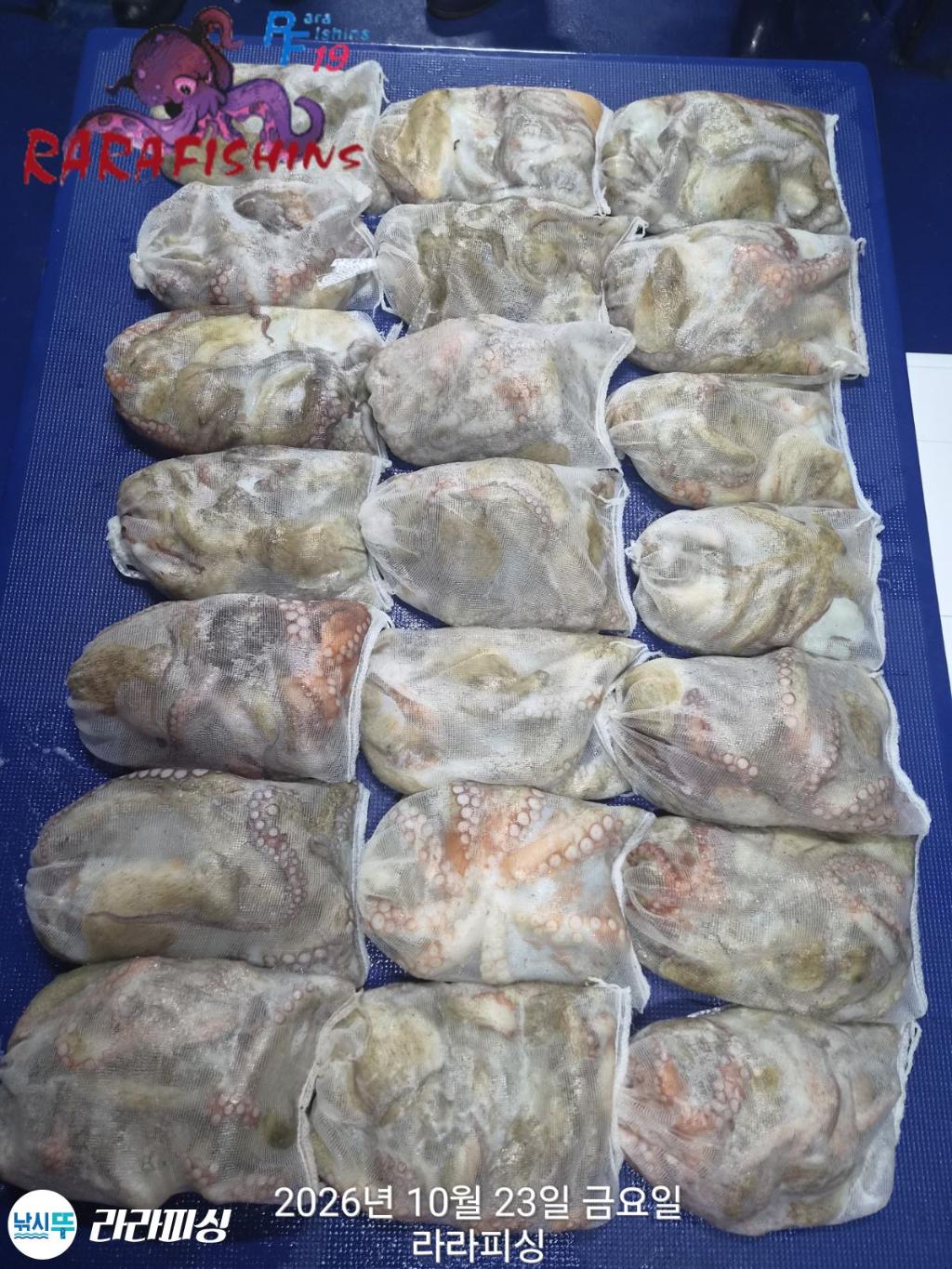 낚시뚜,돌문어,속천항(진해),라라피싱,낚시뚜20