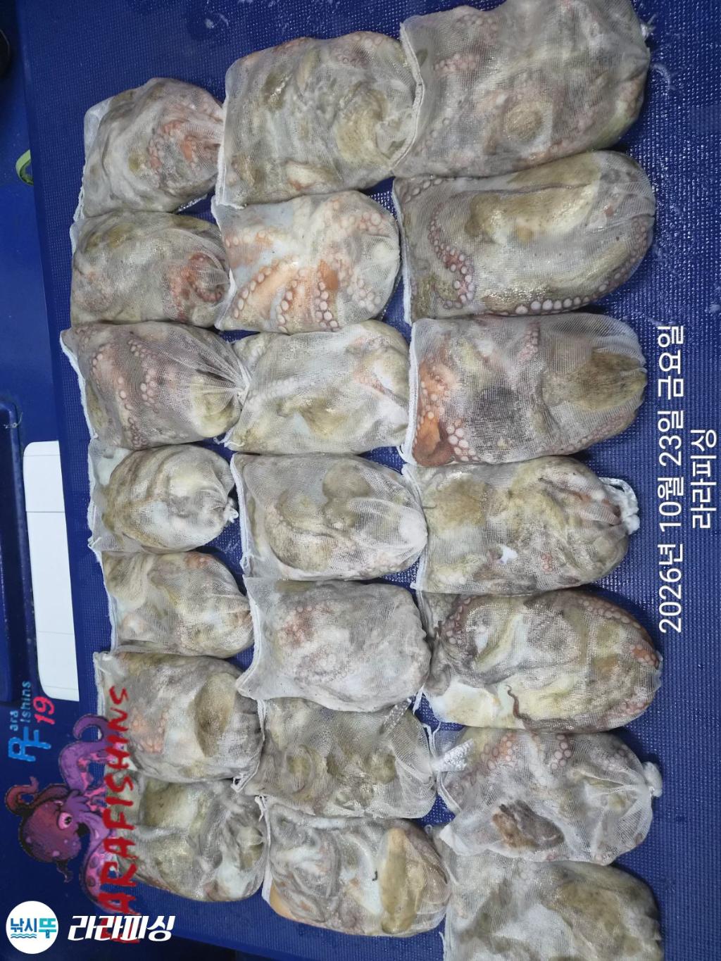낚시뚜,돌문어,속천항(진해),라라피싱,낚시뚜19