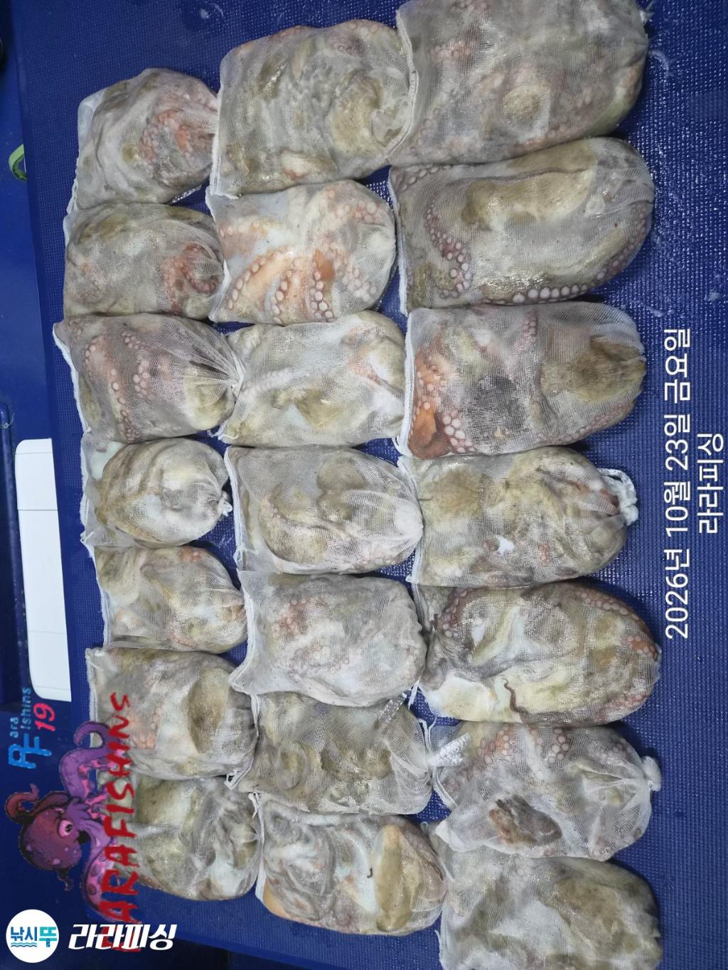 낚시뚜,돌문어,속천항(진해),라라피싱,낚시뚜18