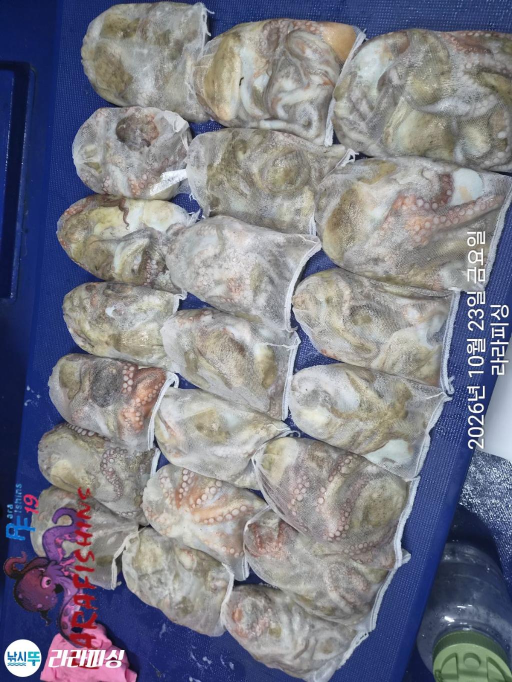 낚시뚜,돌문어,속천항(진해),라라피싱,낚시뚜17