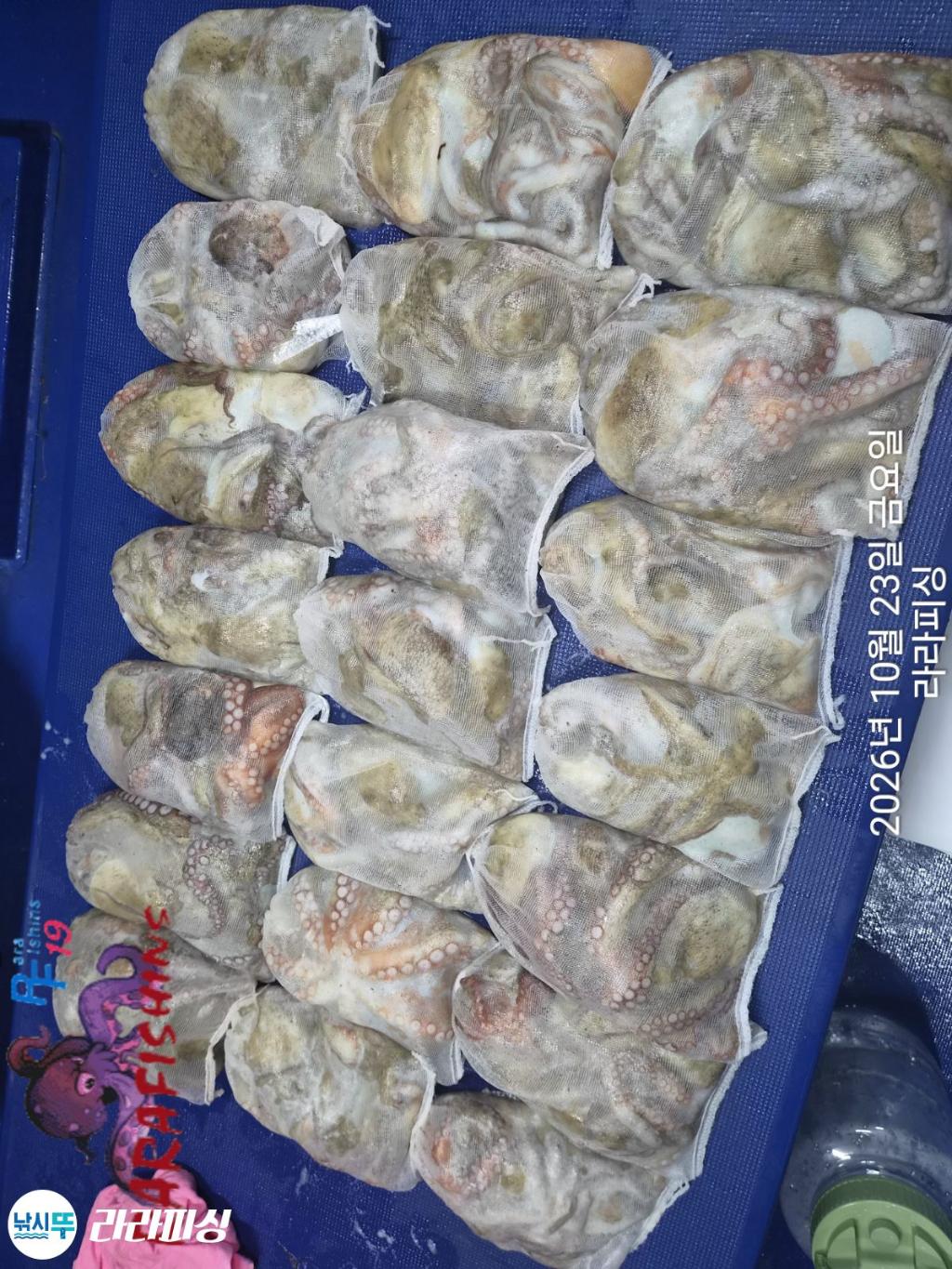 낚시뚜,돌문어,속천항(진해),라라피싱,낚시뚜16