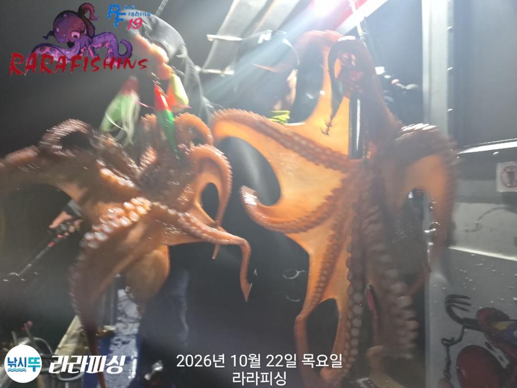 낚시뚜,돌문어,속천항(진해),라라피싱,낚시뚜14