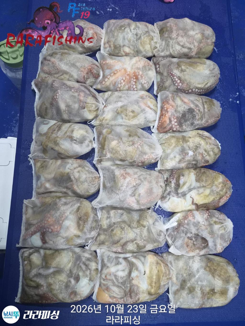 낚시뚜,돌문어,속천항(진해),라라피싱,낚시뚜1