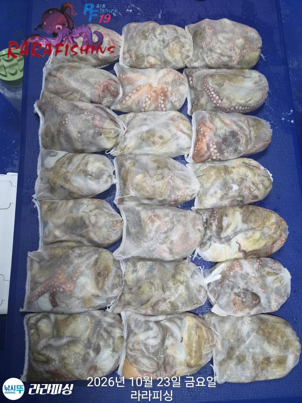 낚시뚜,돌문어,속천항(진해),라라피싱,낚시뚜0