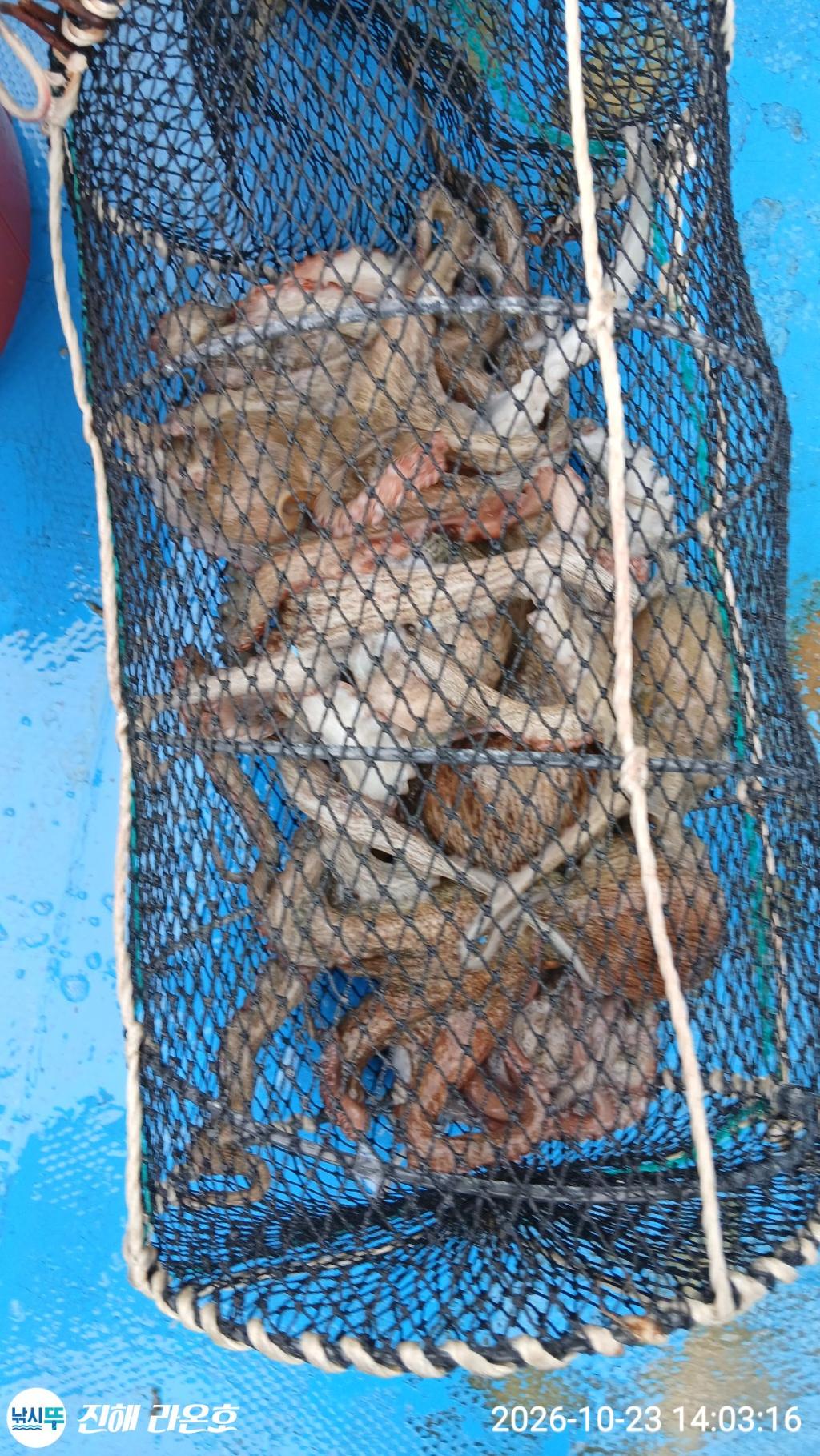 낚시뚜,돌문어,삼포항,진해 라온호,낚시뚜6