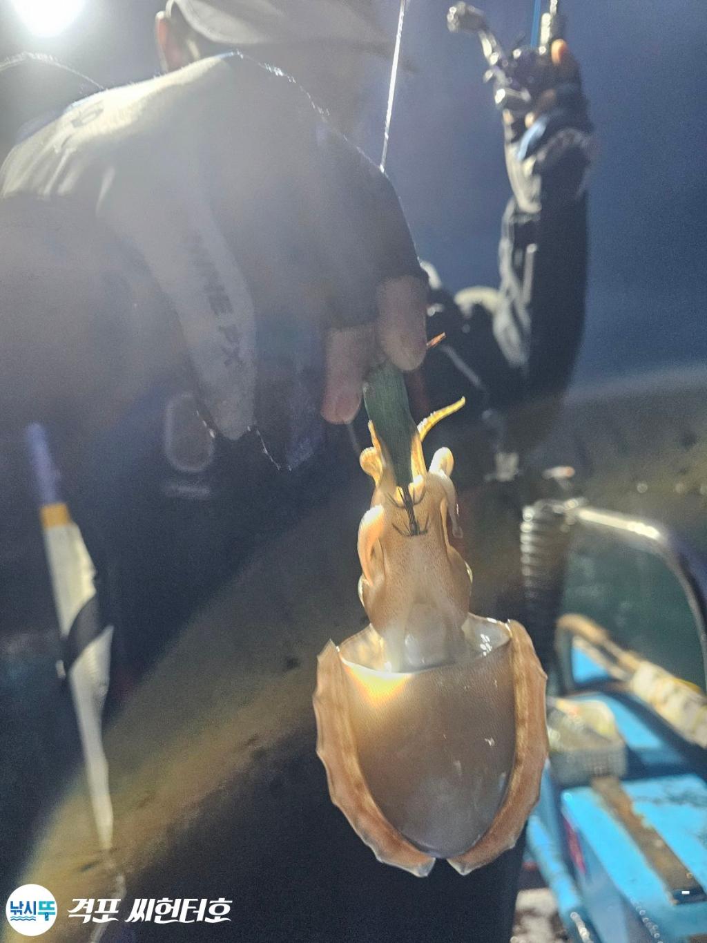 낚시뚜,갑오징어,격포,격포 씨헌터호,낚시뚜0