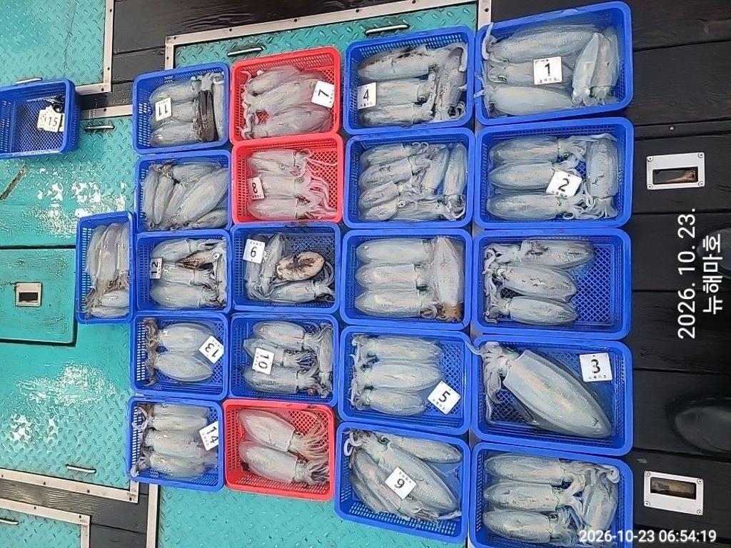 낚시뚜,무늬오징어,영일만항,뉴해마호,낚시뚜1