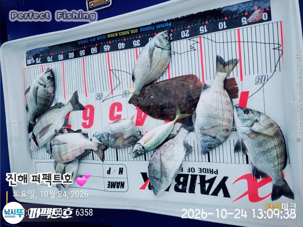 낚시뚜,감성돔,진해 수치마을 방파제,퍼펙트호,낚시뚜4