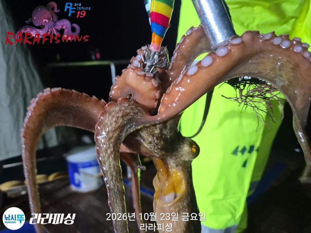 낚시뚜,돌문어,속천항(진해),라라피싱,낚시뚜11