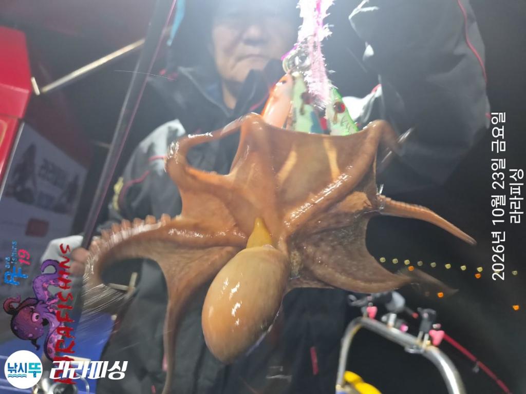 낚시뚜,돌문어,속천항(진해),라라피싱,낚시뚜9