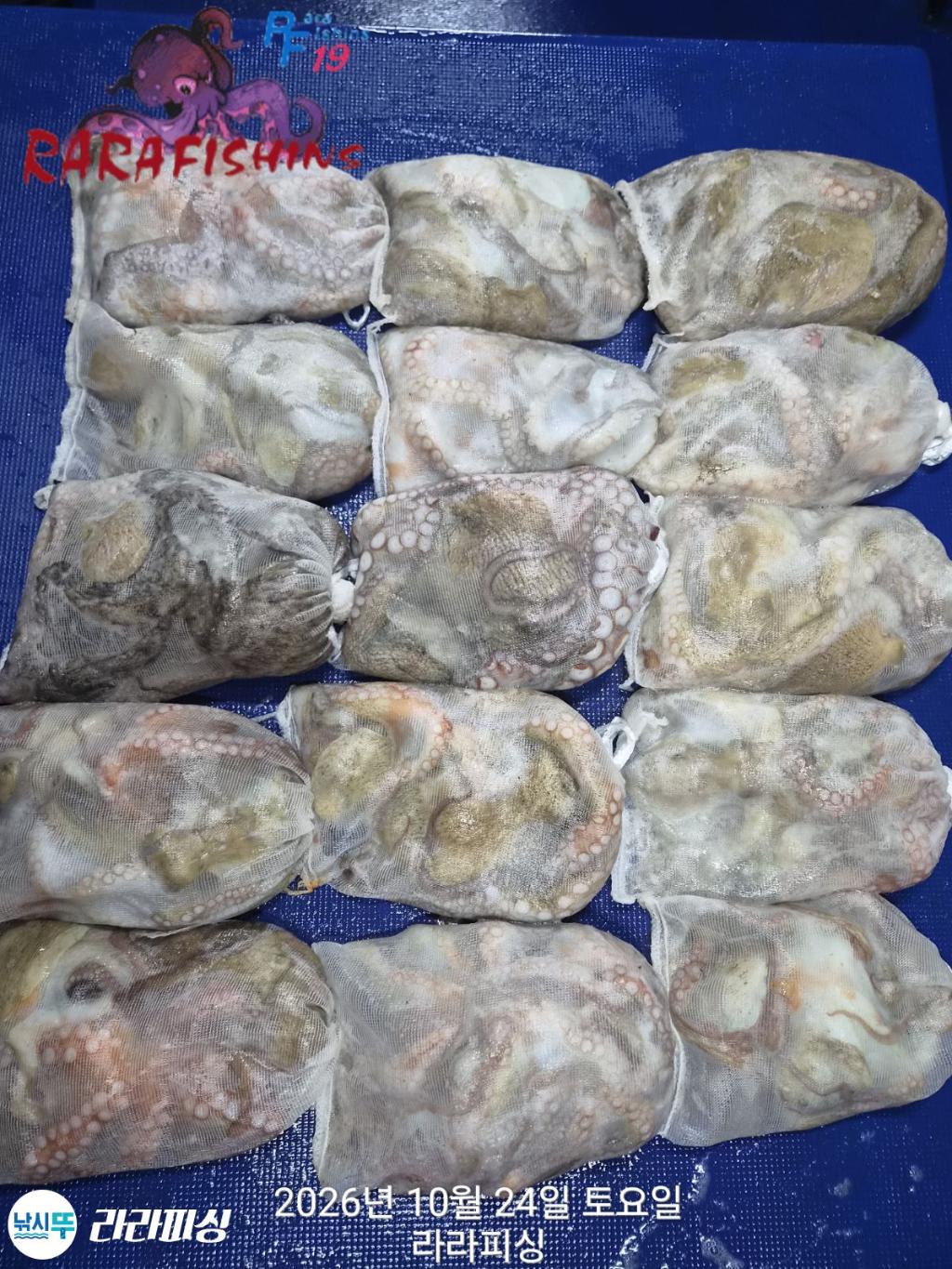 낚시뚜,돌문어,속천항(진해),라라피싱,낚시뚜1