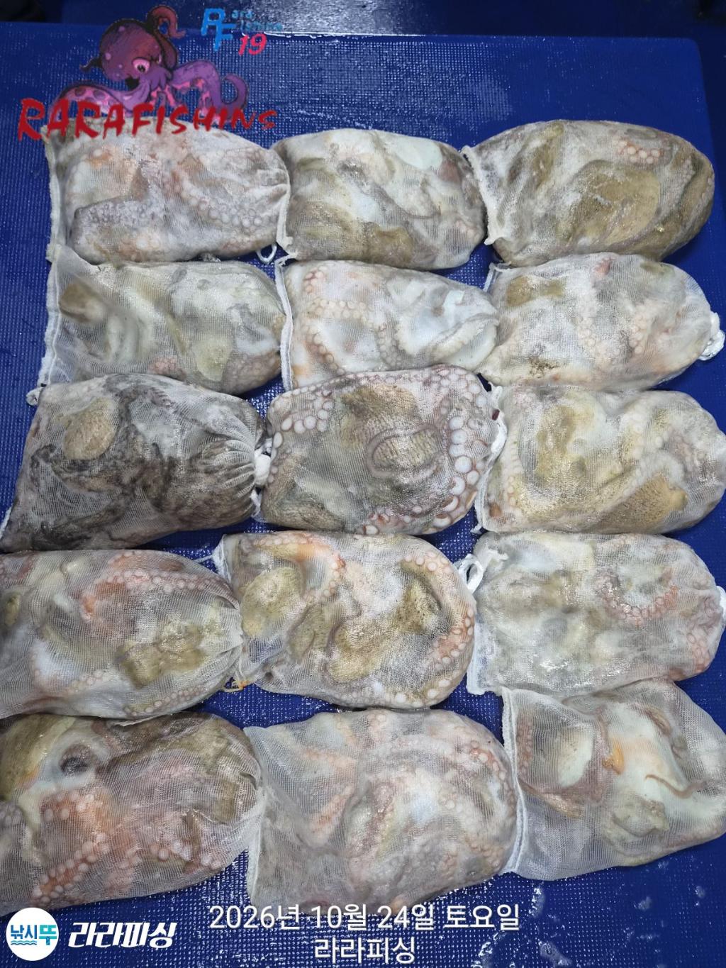 낚시뚜,돌문어,속천항(진해),라라피싱,낚시뚜0