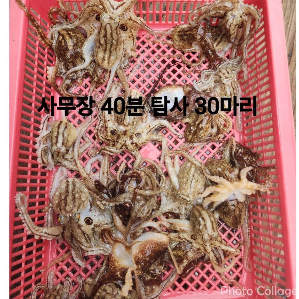 낚시뚜,돌문어,쭈꾸미,영일만항,포항 킹덤호,낚시뚜22