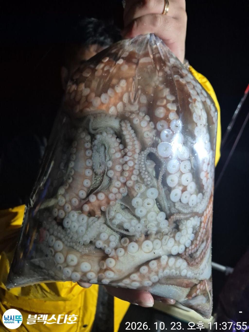 낚시뚜,돌문어,삼천포 팔포항,삼천포 블랙스타,낚시뚜10