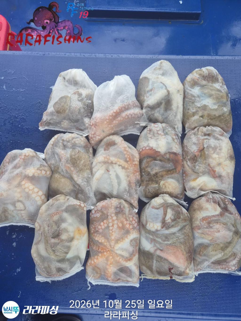 낚시뚜,돌문어,속천항(진해),라라피싱,낚시뚜14