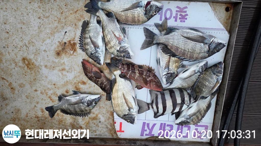 낚시뚜,감성돔,갑오징어,돌돔,풍화상장마을,통영 현대레져선외기,낚시뚜7