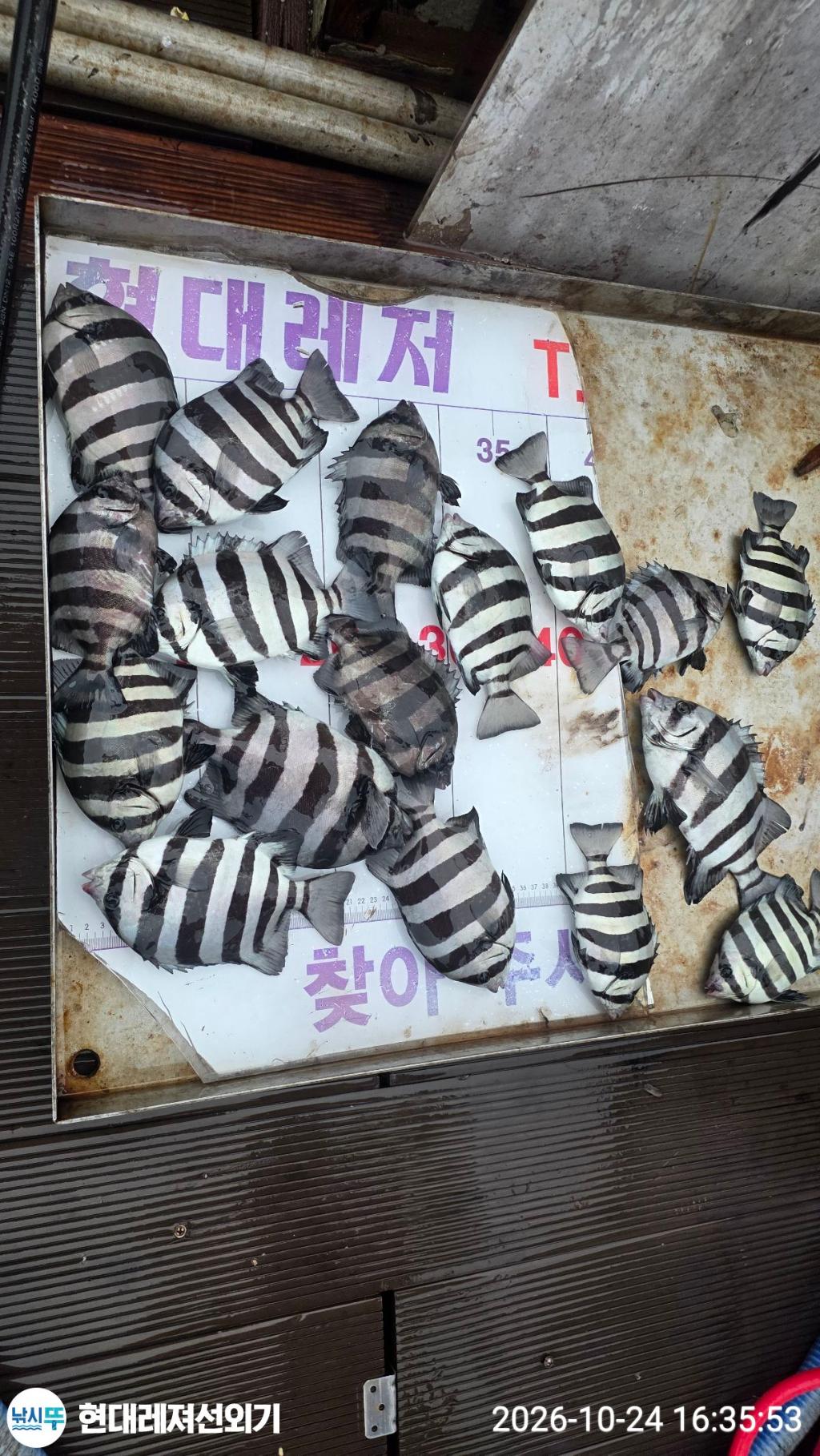 낚시뚜,감성돔,갑오징어,돌돔,풍화상장마을,통영 현대레져선외기,낚시뚜6