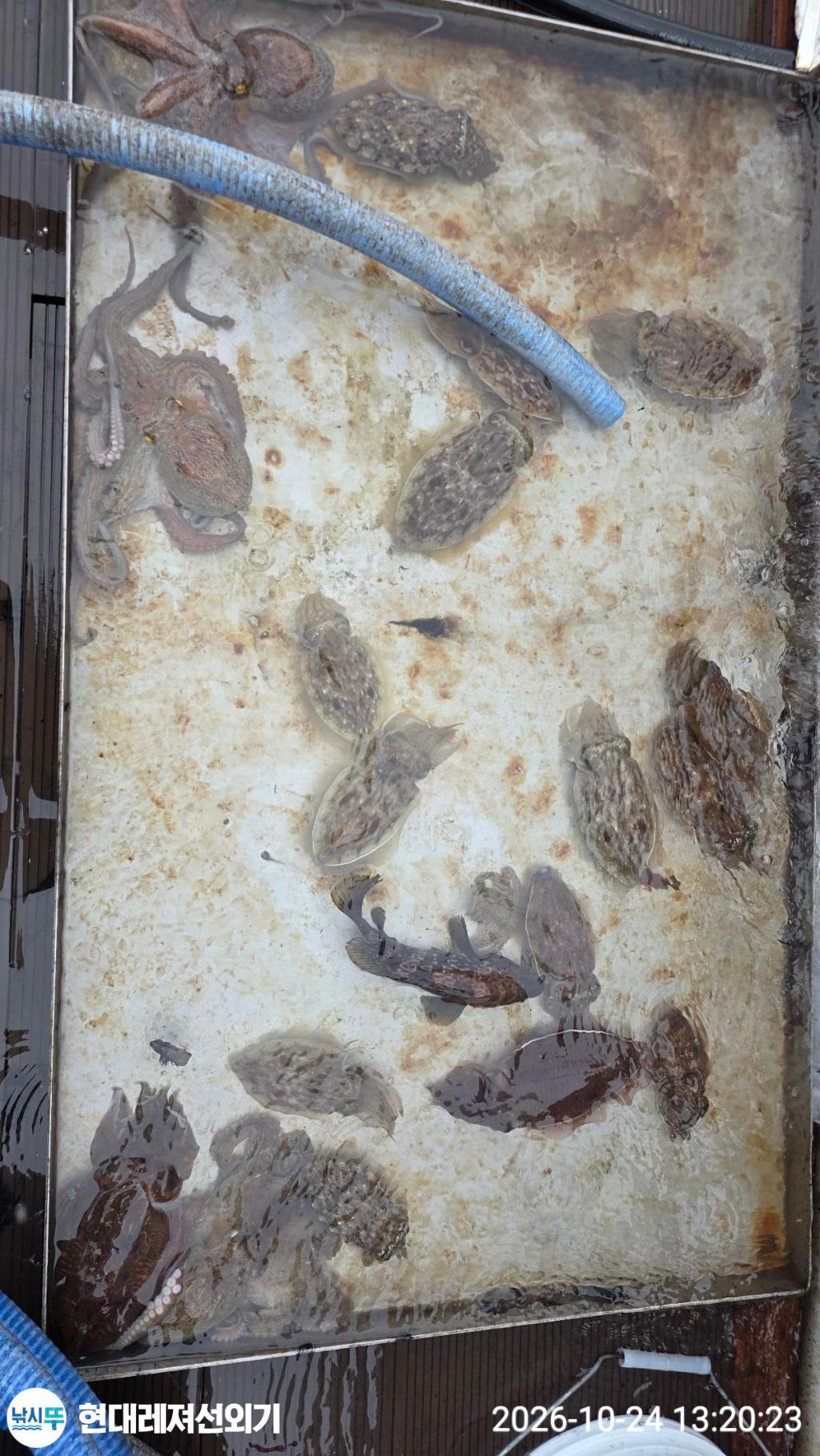 낚시뚜,감성돔,갑오징어,돌돔,풍화상장마을,통영 현대레져선외기,낚시뚜4