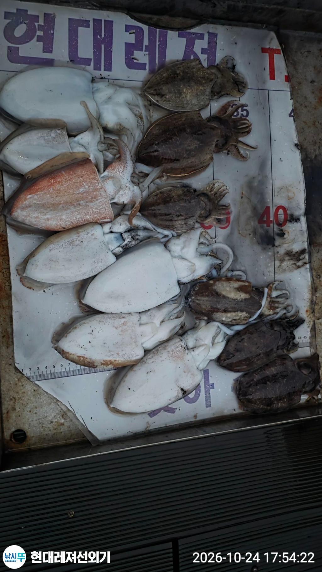낚시뚜,감성돔,갑오징어,돌돔,풍화상장마을,통영 현대레져선외기,낚시뚜2