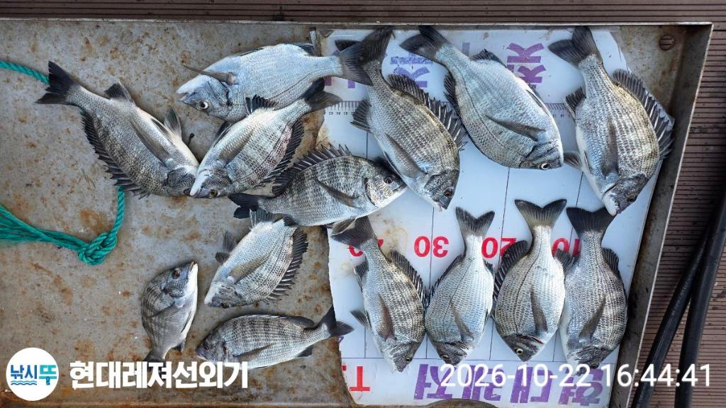 낚시뚜,감성돔,갑오징어,돌돔,풍화상장마을,통영 현대레져선외기,낚시뚜1