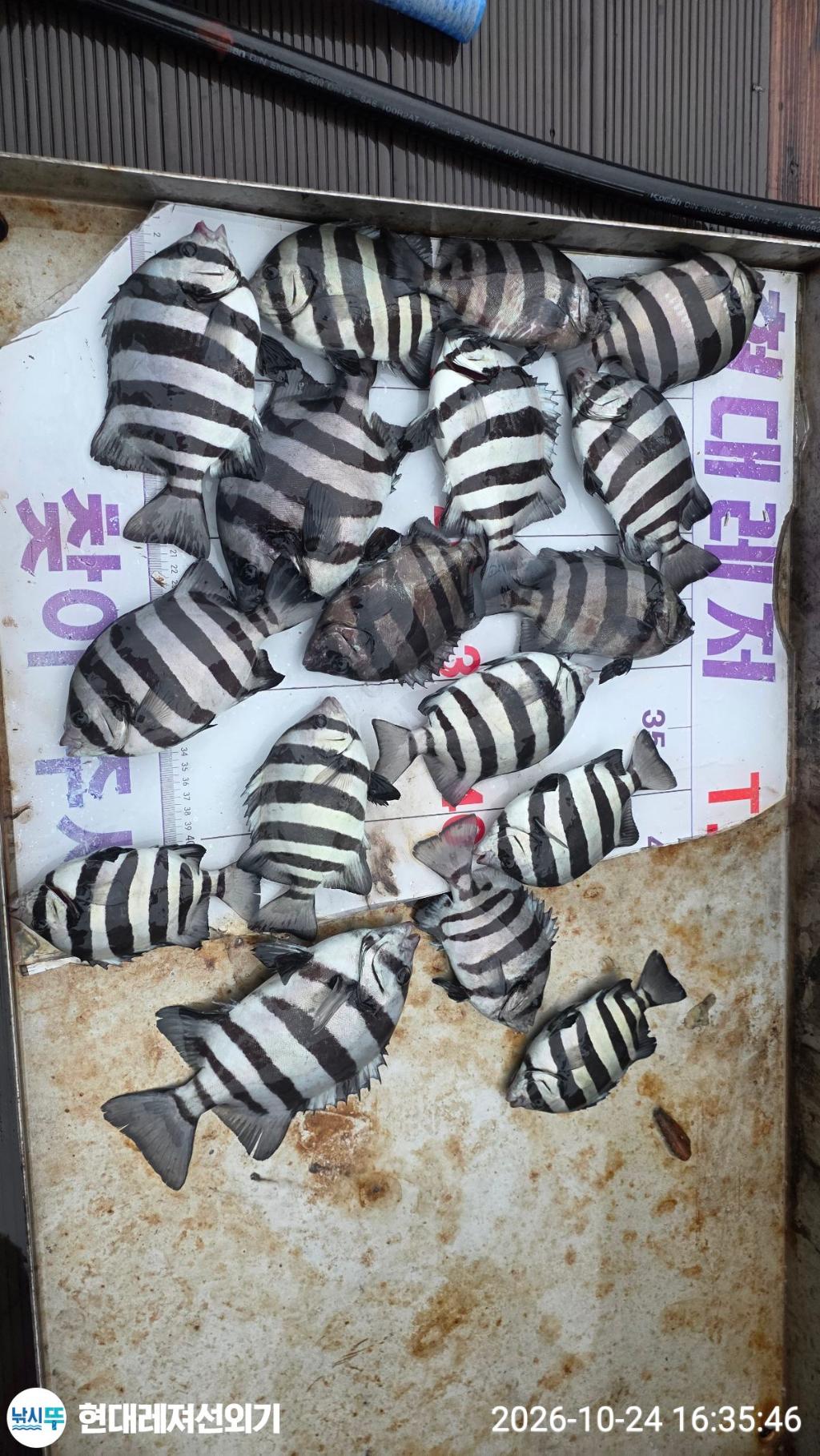 낚시뚜,감성돔,갑오징어,돌돔,풍화상장마을,통영 현대레져선외기,낚시뚜0