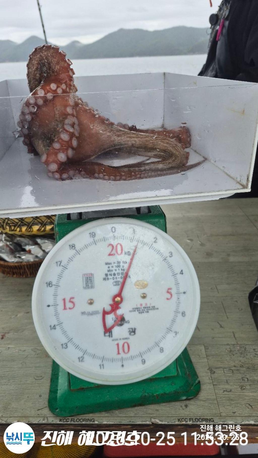 낚시뚜,돌문어,삼포항,진해 해그린호,낚시뚜3