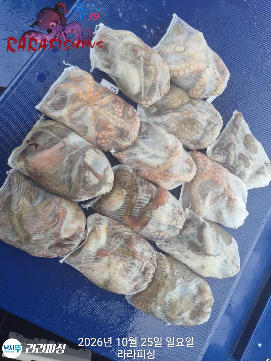 낚시뚜,돌문어,속천항(진해),라라피싱,낚시뚜14