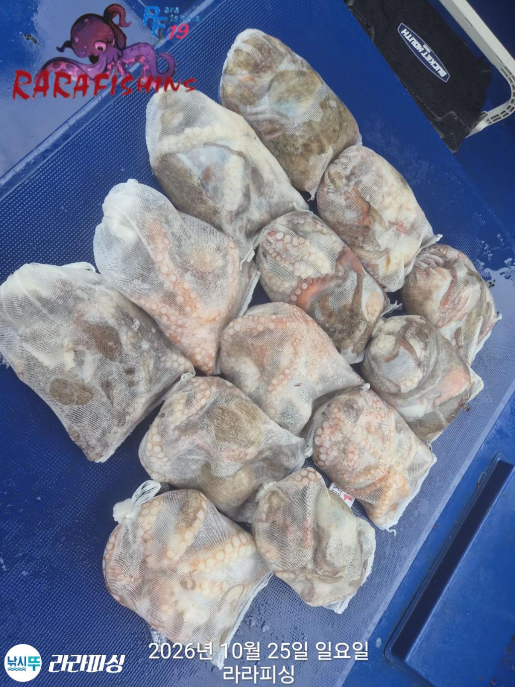 낚시뚜,돌문어,속천항(진해),라라피싱,낚시뚜12