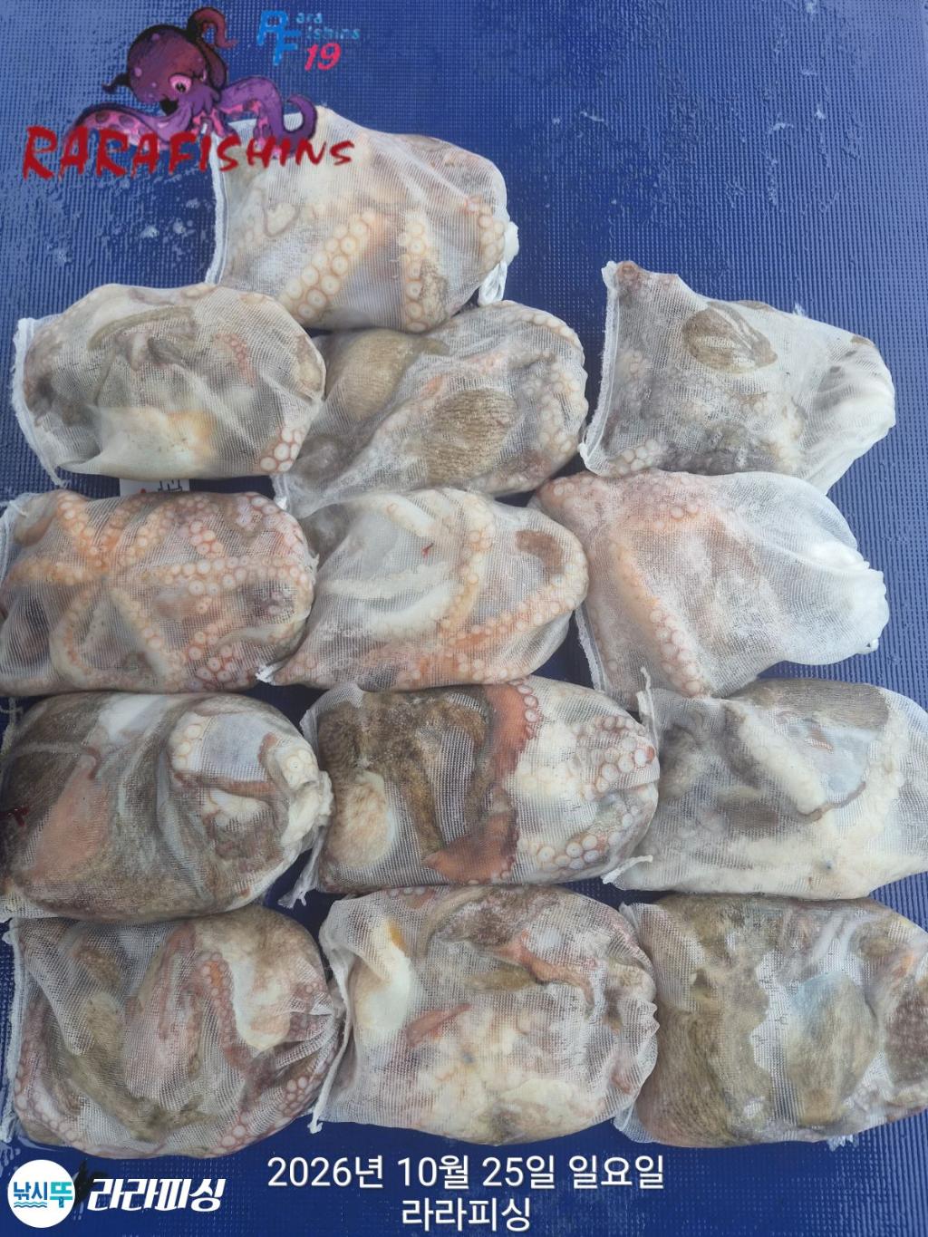 낚시뚜,돌문어,속천항(진해),라라피싱,낚시뚜1