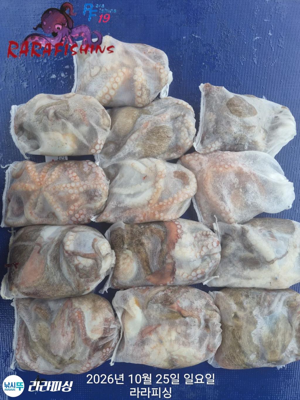 낚시뚜,돌문어,속천항(진해),라라피싱,낚시뚜0
