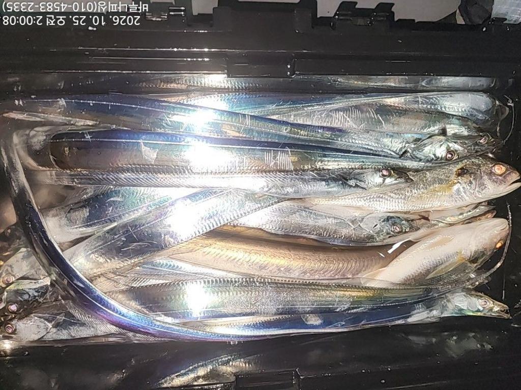 낚시뚜,갈치,속천항(진해),바루나피싱,낚시뚜8