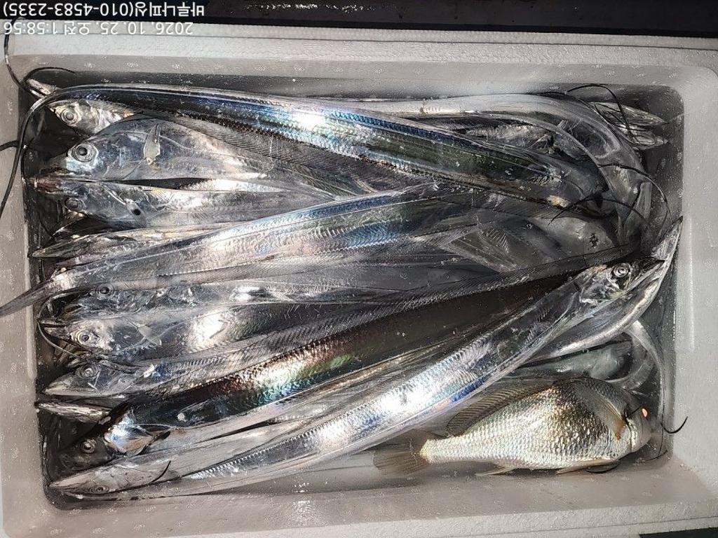 낚시뚜,갈치,속천항(진해),바루나피싱,낚시뚜4