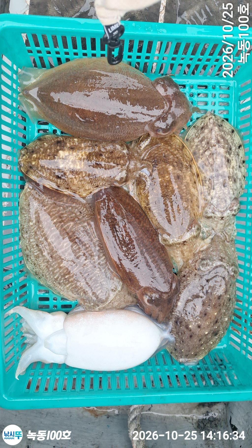 낚시뚜,갑오징어,녹동항,녹동100호,낚시뚜17