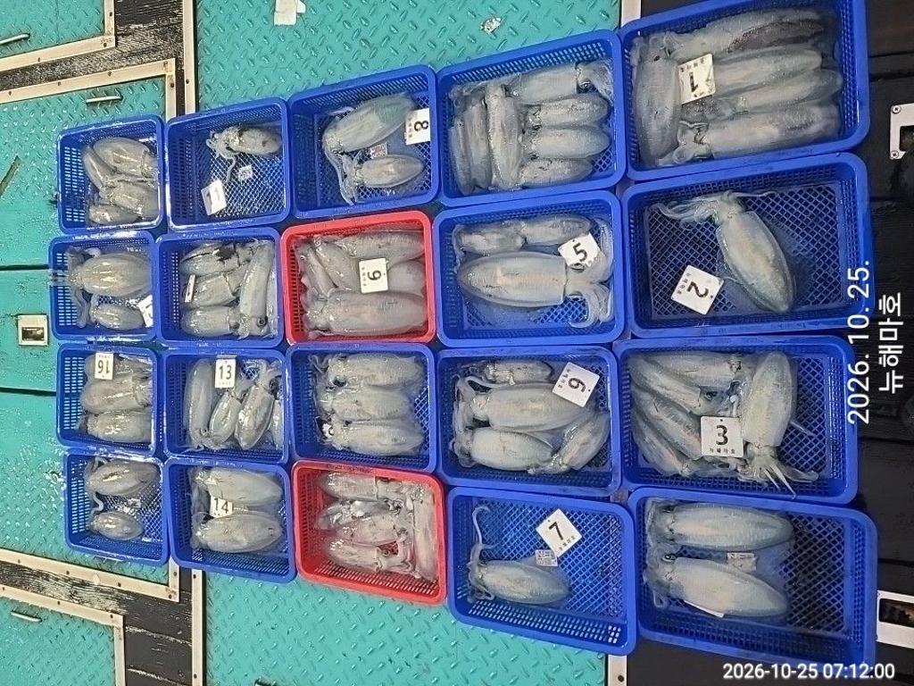 낚시뚜,무늬오징어,영일만항,뉴해마호,낚시뚜17