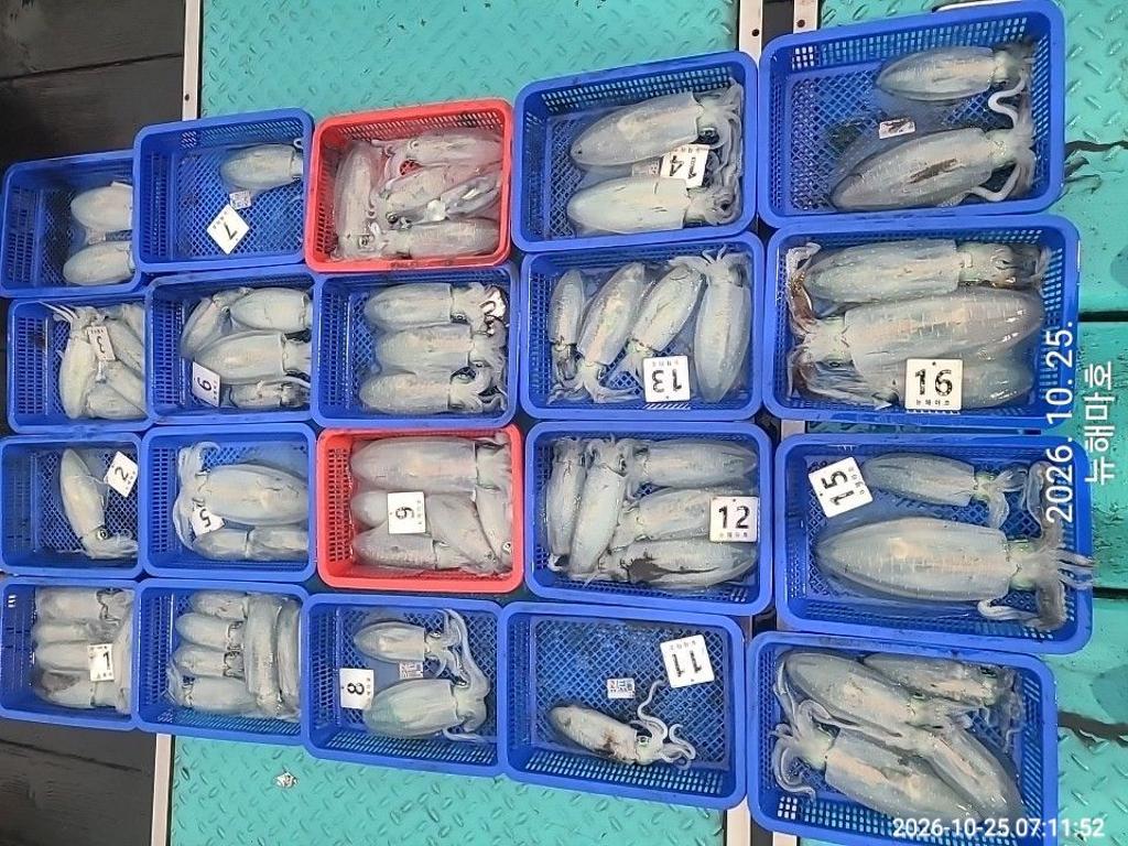 낚시뚜,무늬오징어,영일만항,뉴해마호,낚시뚜16