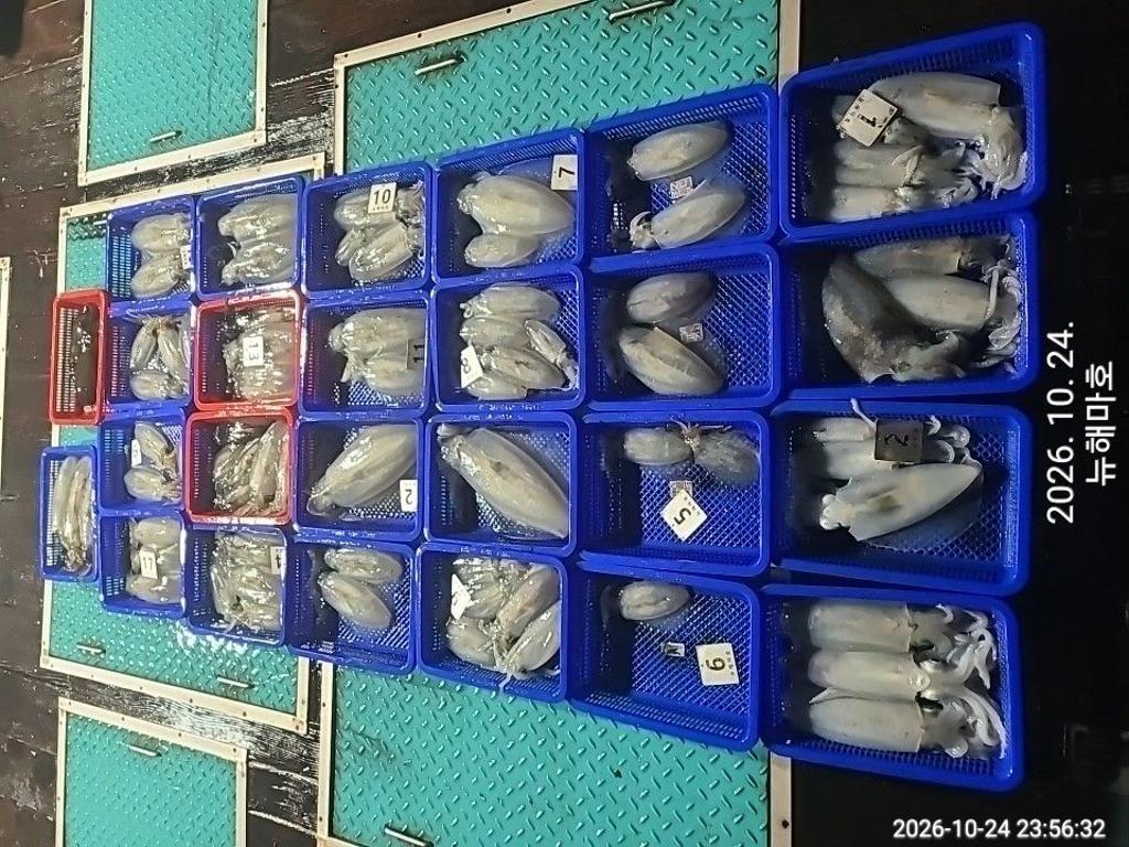낚시뚜,무늬오징어,영일만항,뉴해마호,낚시뚜0