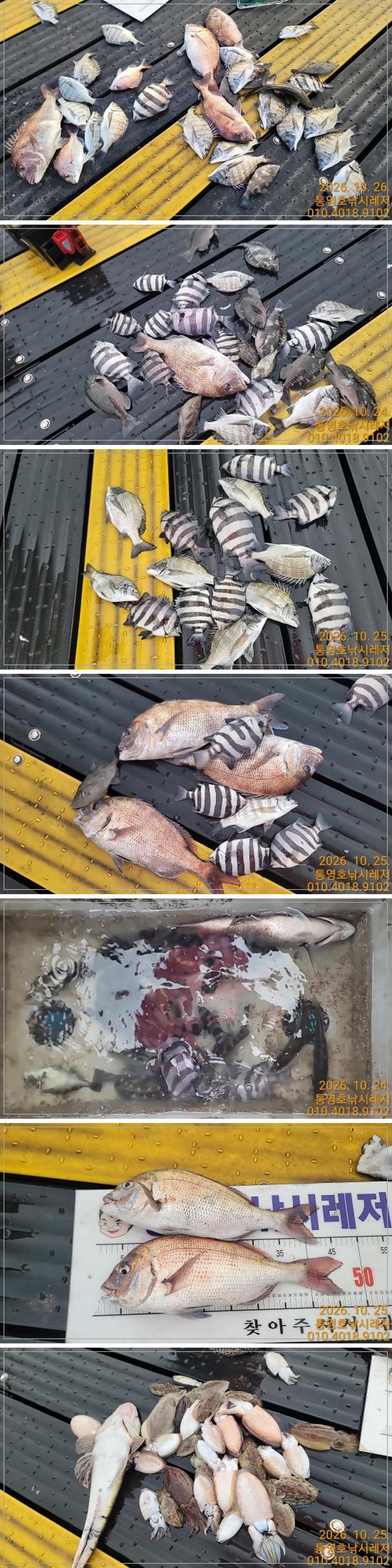 낚시뚜,감성돔,풍화수월선착장,통영호 낚시레져,낚시뚜0