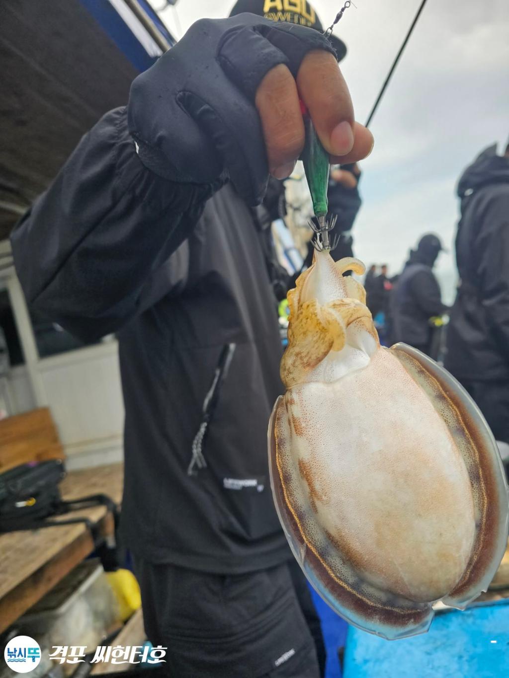 낚시뚜,갑오징어,격포,격포 씨헌터호,낚시뚜8
