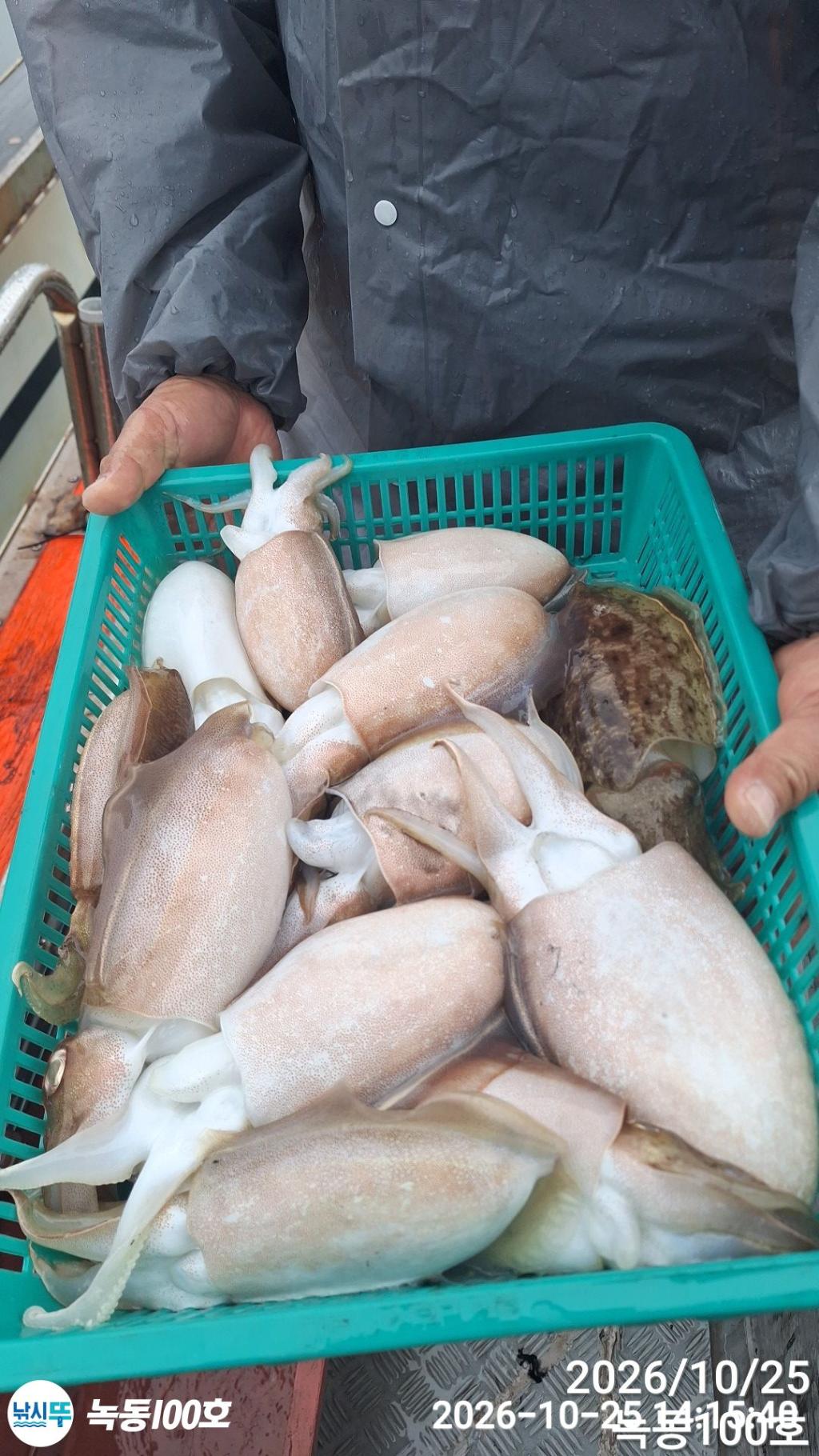 낚시뚜,갑오징어,녹동항,녹동100호,낚시뚜3