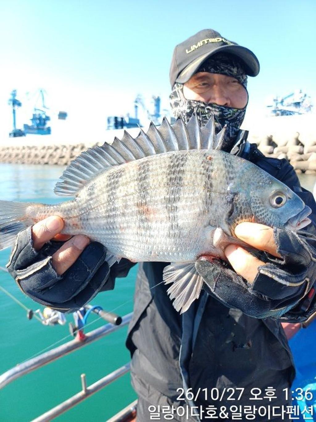 낚시뚜,감성돔,냉천항,일랑이다호,낚시뚜5