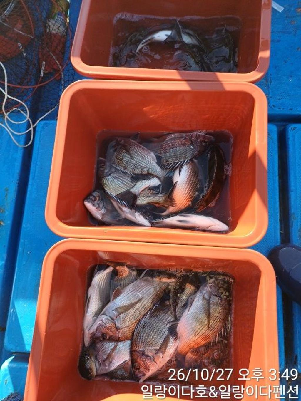 낚시뚜,감성돔,냉천항,일랑이다호,낚시뚜2