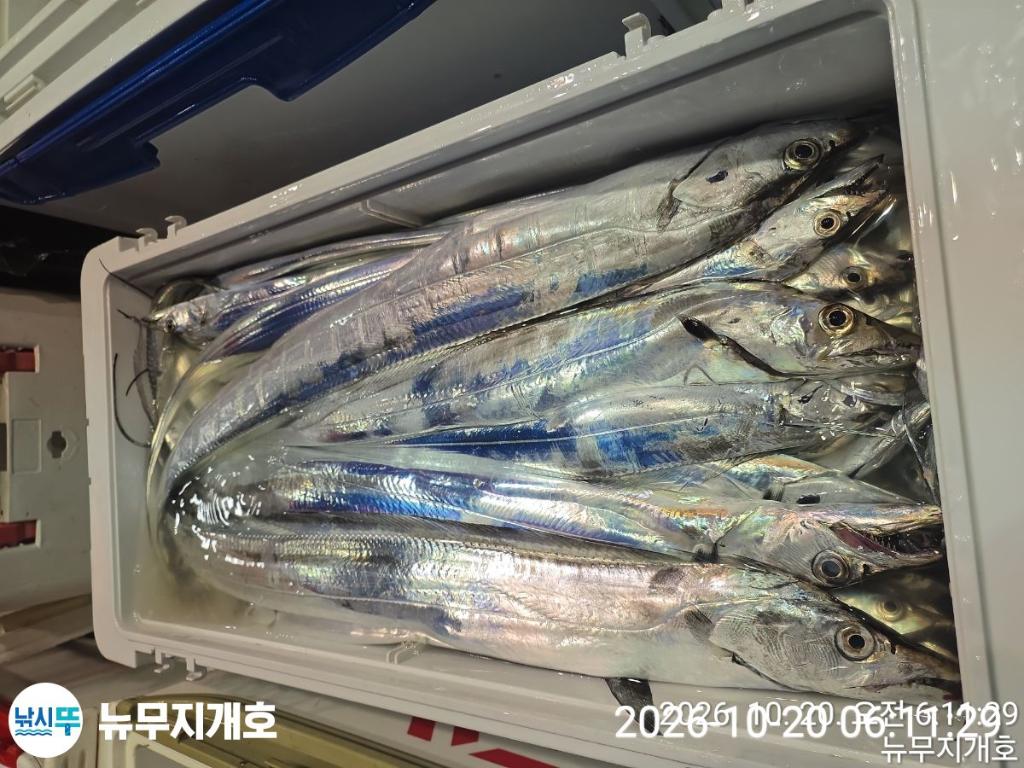 낚시뚜,갈치,통영영운리항,뉴무지개호,낚시뚜5